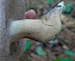 Tylopilus rubrobrunneus