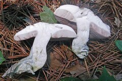 Tylopilus rubrobrunneus