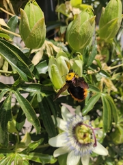 Xylocopa augusti