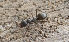 Formica fusca