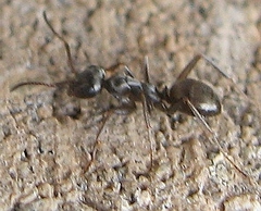 Formica fusca