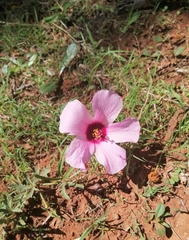 Hibiscus pusillus
