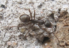 Formica fusca