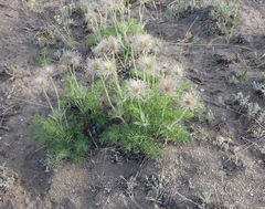 Pulsatilla turczaninovii