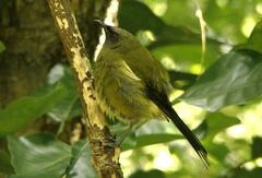 Anthornis melanura
