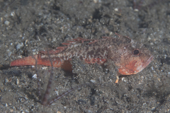 Richardsonichthys leucogaster
