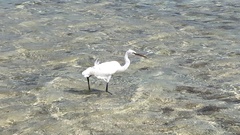 Egretta gularis