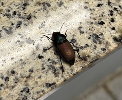 Neoaulacoryssus speciosus