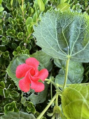 Malvaviscus arboreus