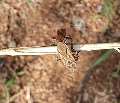 Spilostethus rivularis