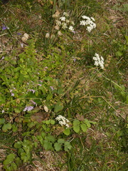 Pimpinella