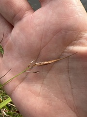 Rhynchospora macrostachya