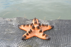 Protoreaster nodosus