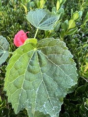Malvaviscus arboreus