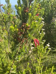 Erica discolor