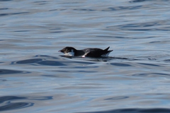 Synthliboramphus antiquus