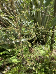 Erigeron sumatrensis