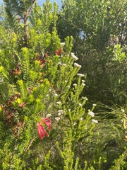 Erica discolor