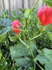 Malvaviscus arboreus