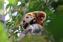 Common Spotted Cuscus photo 4