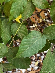 Ungnadia speciosa