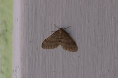 Operophtera fagata