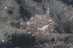 Acreichthys tomentosus