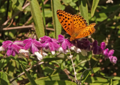 Argynnis hyperbius hybrida