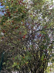 Rosa canina