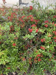 Cotoneaster franchetii