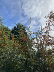 Cotoneaster franchetii