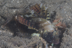 Dendrochirus brachypterus