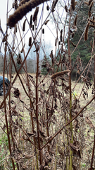 Agastache nepetoides