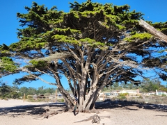 Cupressus macrocarpa
