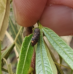 Acmaeodera ruficaudis