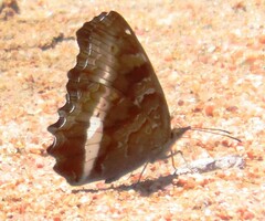 Eurytela hiarbas