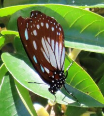 Charaxes wakefieldi