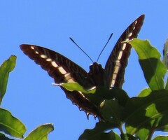 Charaxes brutus