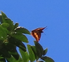 Charaxes druceanus