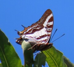 Charaxes druceanus
