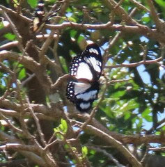 Charaxes wakefieldi
