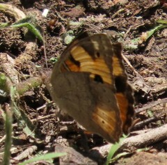 Junonia hierta
