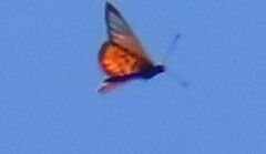 Acraea neobule