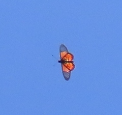 Acraea neobule