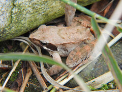 Rana latastei