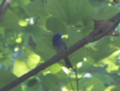 Hypothymis azurea oberholseri