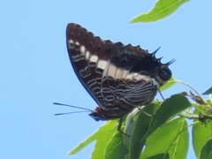 Charaxes brutus