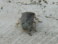 Nezara viridula
