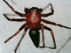 Oxyopes birmanicus