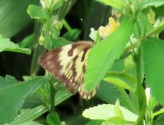 Belenois gidica abyssinica